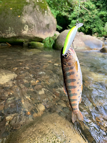 ヤマメの釣果