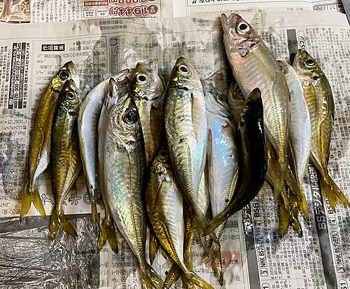 アジの釣果