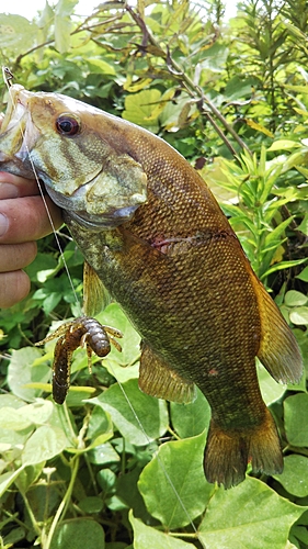 スモールマウスバスの釣果