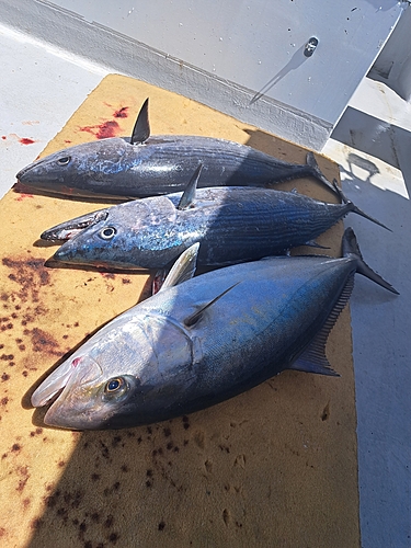 カンパチの釣果