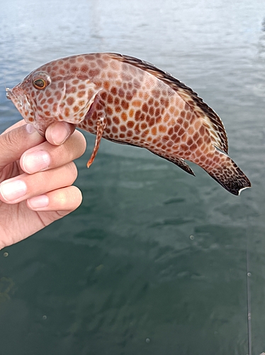 オオモンハタの釣果