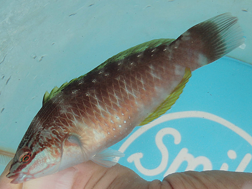 ホシササノハベラの釣果