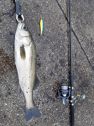 スズキの釣果