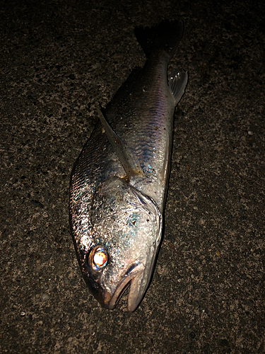 イシモチの釣果