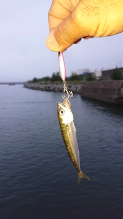 サバの釣果