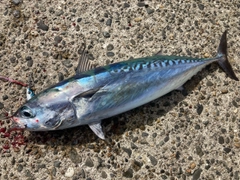 ソウダガツオの釣果