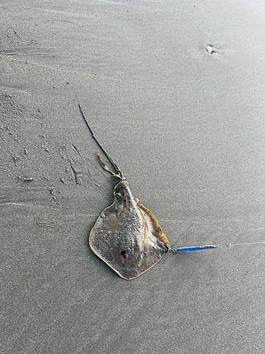 エイの釣果