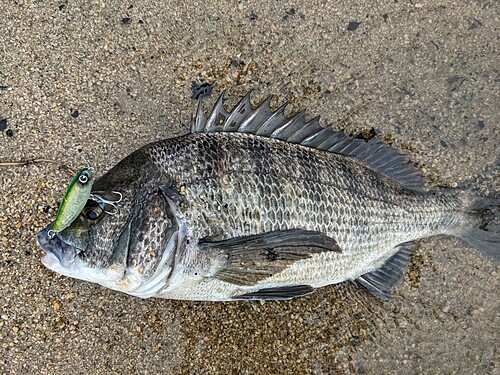 チヌの釣果