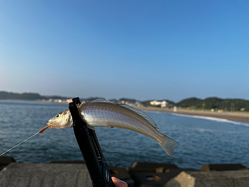 キスの釣果