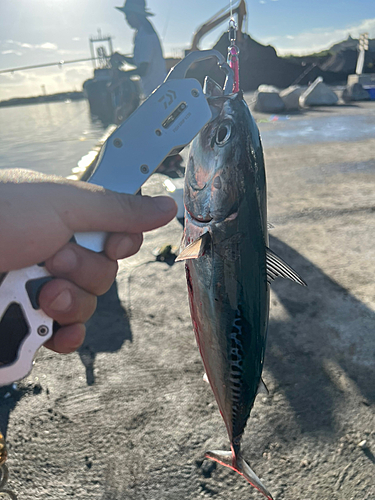 ソウダガツオの釣果