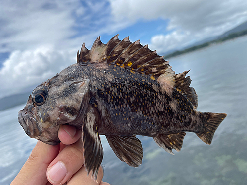 オウゴンムラソイの釣果