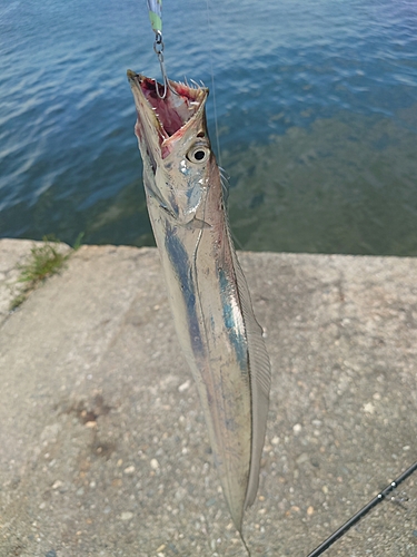 タチウオの釣果