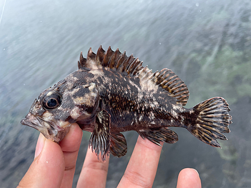 ムラソイの釣果