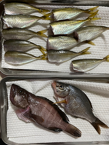 マハタの釣果