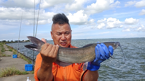 アメリカナマズの釣果