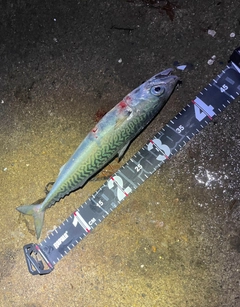 サバの釣果