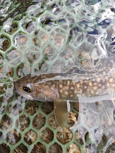 イワナの釣果