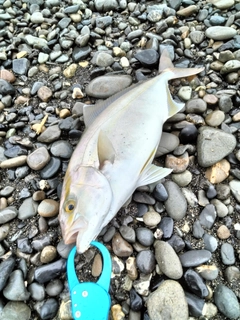 ショゴの釣果