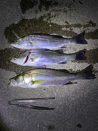 シーバスの釣果