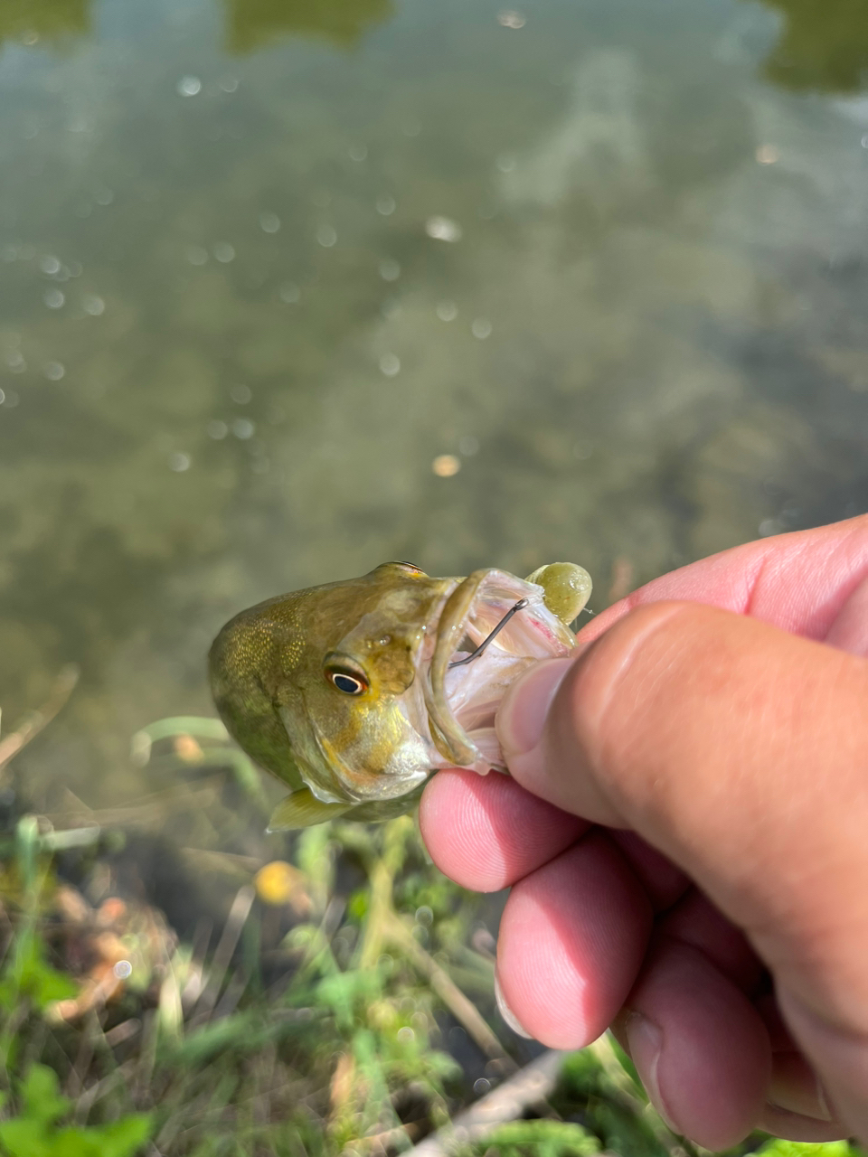 スモールマウスバス