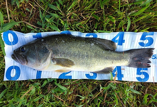 ブラックバスの釣果