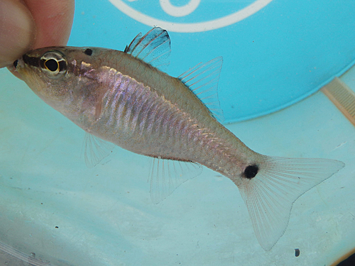 クロホシイシモチの釣果