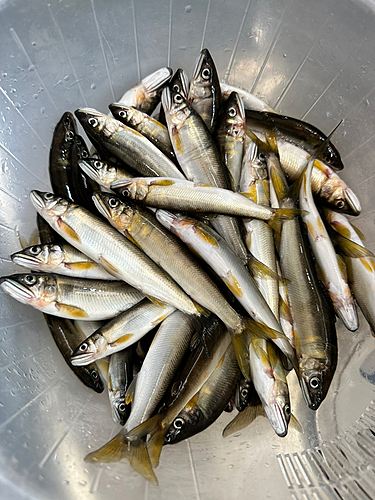 アユの釣果