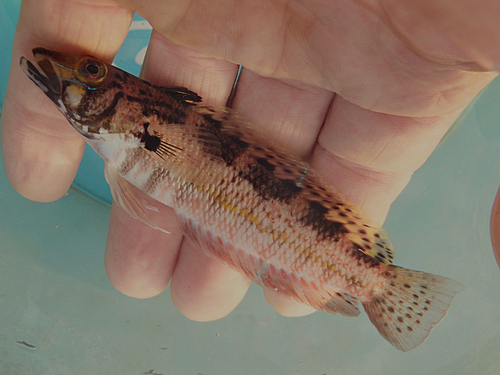 コウライトラギスの釣果