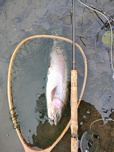 ニジマスの釣果