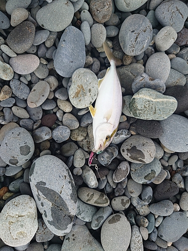 カンパチの釣果