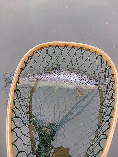 ブラウントラウトの釣果