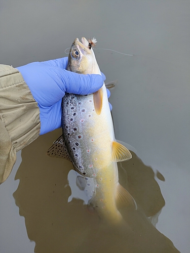 ブラウントラウトの釣果