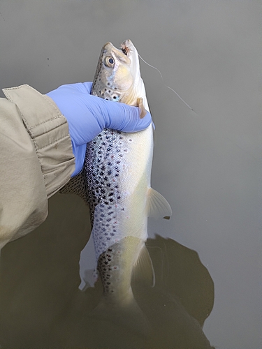 ブラウントラウトの釣果