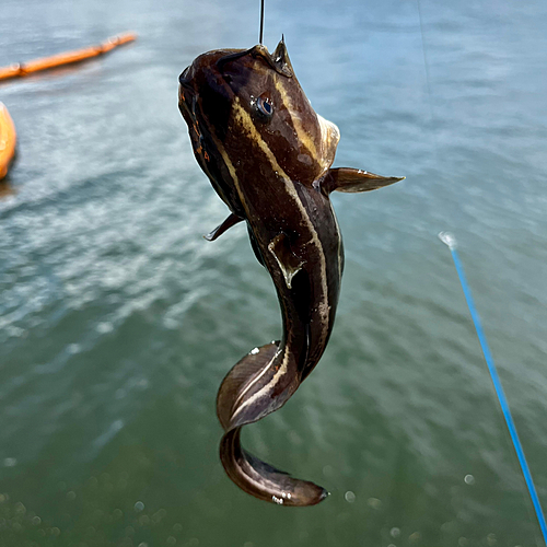 ゴンズイの釣果