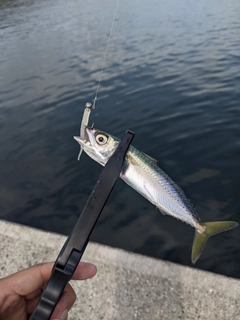 サバの釣果