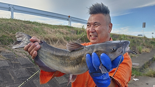 アメリカナマズの釣果