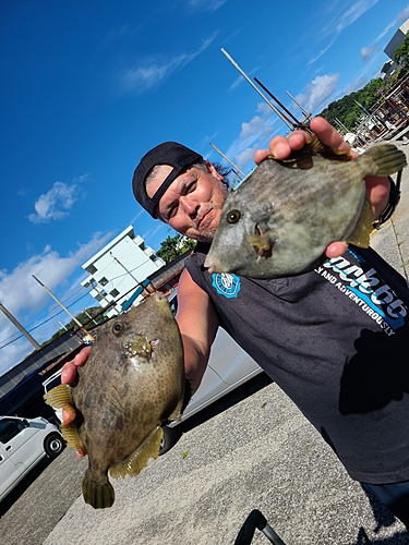 カワハギの釣果