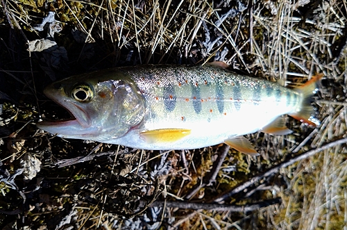 アマゴの釣果