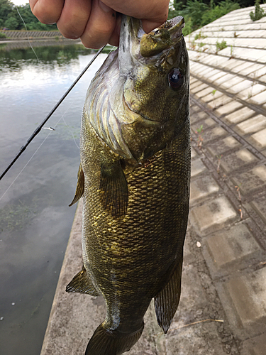 スモールマウスバスの釣果