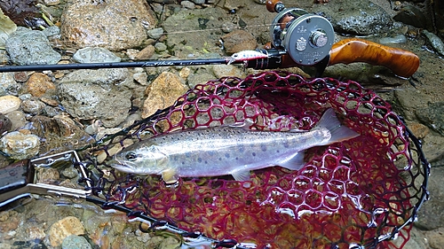 ヤマメの釣果