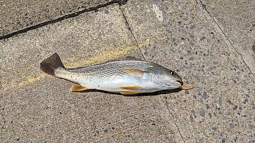 シログチの釣果