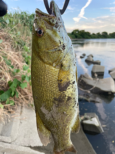 スモールマウスバスの釣果