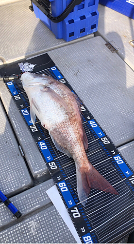 マダイの釣果