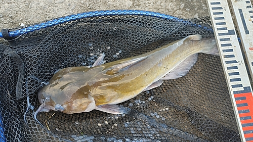 アメリカナマズの釣果