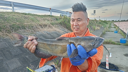 アメリカナマズの釣果