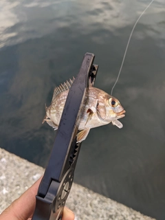 チャリコの釣果