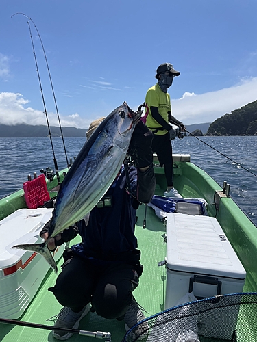 カツオの釣果