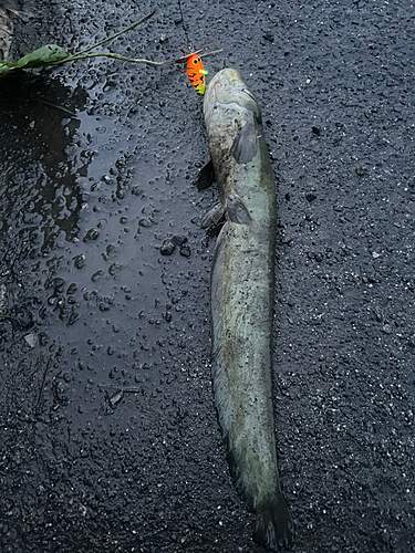 ナマズの釣果