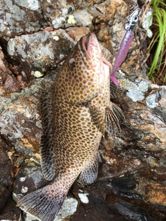 オオモンハタの釣果