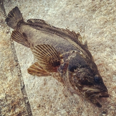 タケノコメバルの釣果